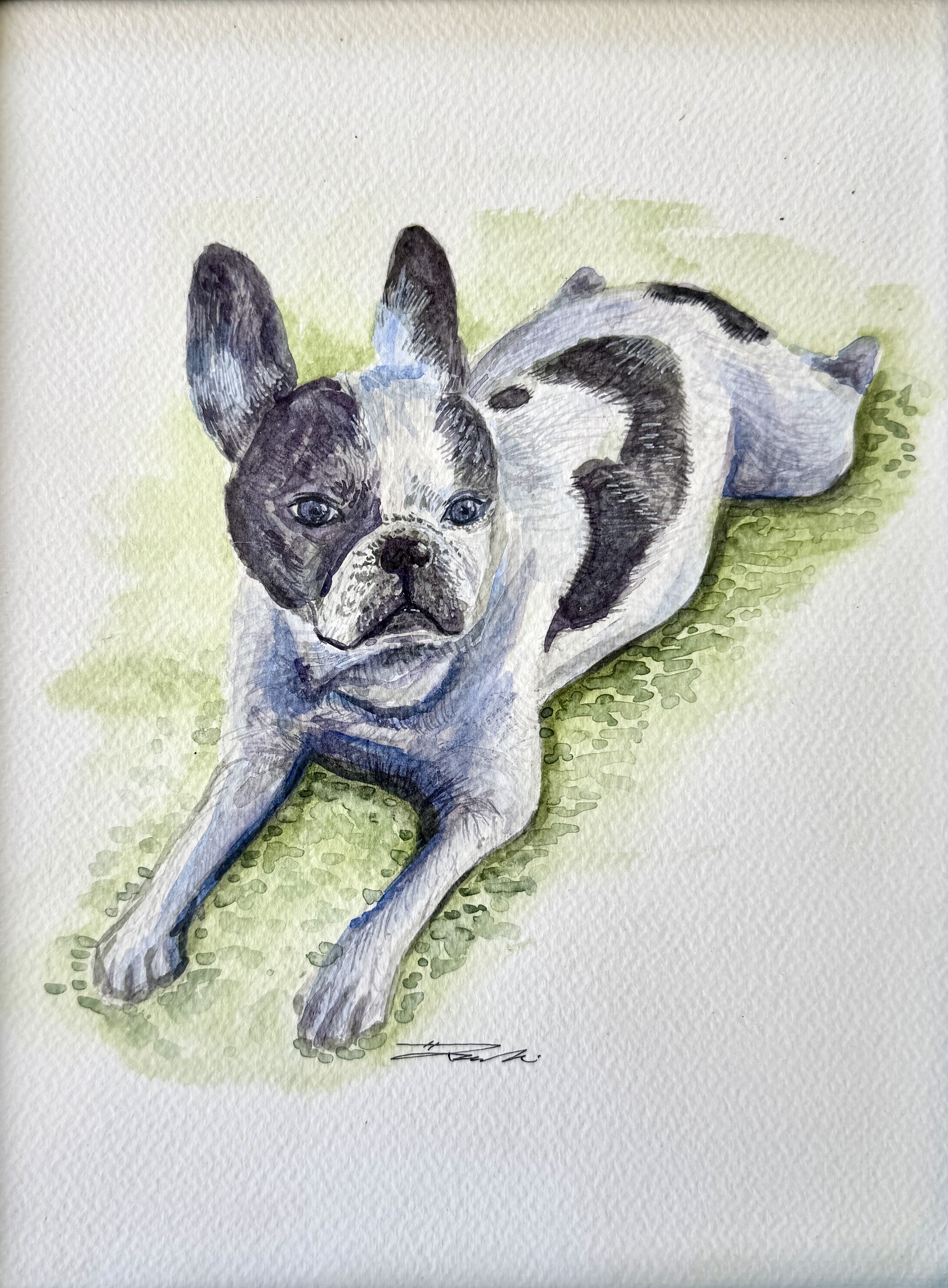 French Bulldog